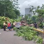 Insiden Pohon Tumbang Senayan Lalin Alihkan Demi Keselamatan