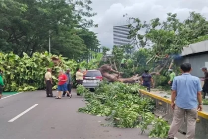 Insiden Pohon Tumbang Senayan Lalin Alihkan Demi Keselamatan