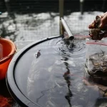 Arwana Super Red Jasinga Harta Nilai Miliaran Diburu Kolektor