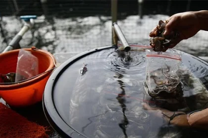 Arwana Super Red Jasinga Harta Nilai Miliaran Diburu Kolektor