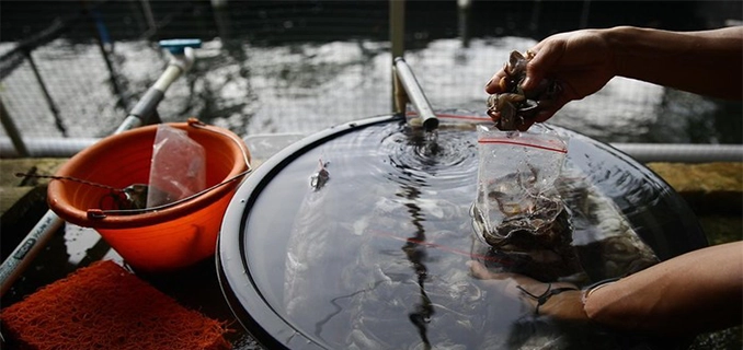 Arwana Super Red Jasinga Harta Nilai Miliaran Diburu Kolektor