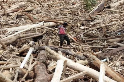 Satgas Khusus Usut Kayu Gelondongan Pascabanjir Sumatera