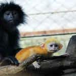 Viral Lutung Jawa Muncul di Rumah Warga Depok Bikin Heboh