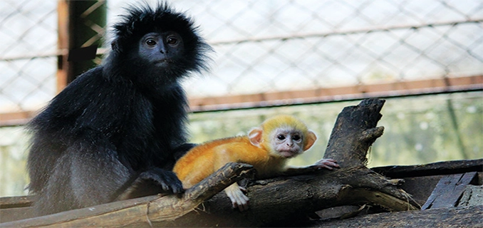 Viral Lutung Jawa Muncul di Rumah Warga Depok Bikin Heboh