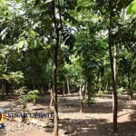 Heboh Taman Kota Cawang Diduga Jadi Sarang Asusila