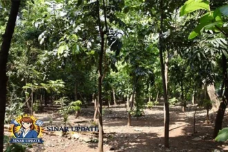 Heboh Taman Kota Cawang Diduga Jadi Sarang Asusila