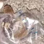 Ular Kobra Gigit Remaja Sukoharjo Diduga Terjebak Selotip Paket