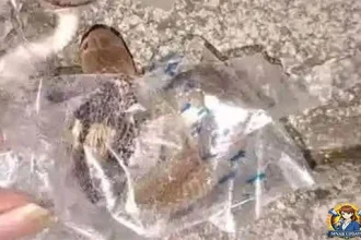 Ular Kobra Gigit Remaja Sukoharjo Diduga Terjebak Selotip Paket